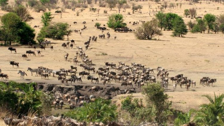 Exploring the Wild Side of Tanzania: A Journey through its Wildlife Reserves