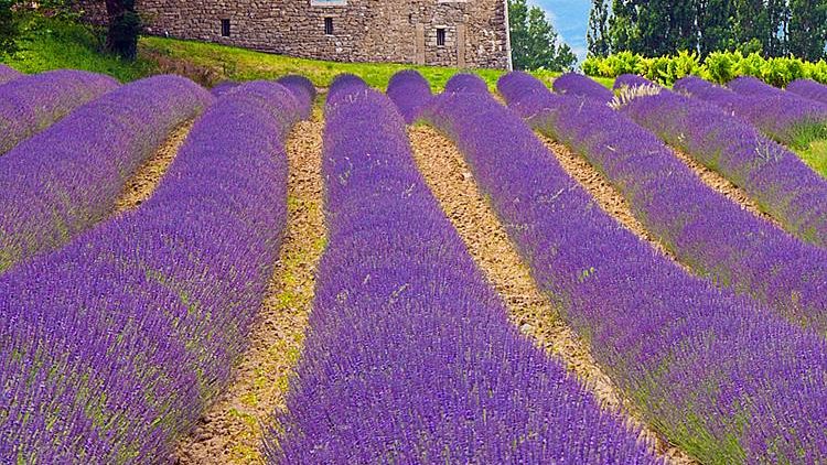 Exploring Provence, France: A Journey through Scenic Beauty and Rich Culture