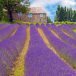 Exploring Provence, France: A Journey through Scenic Beauty and Rich Culture